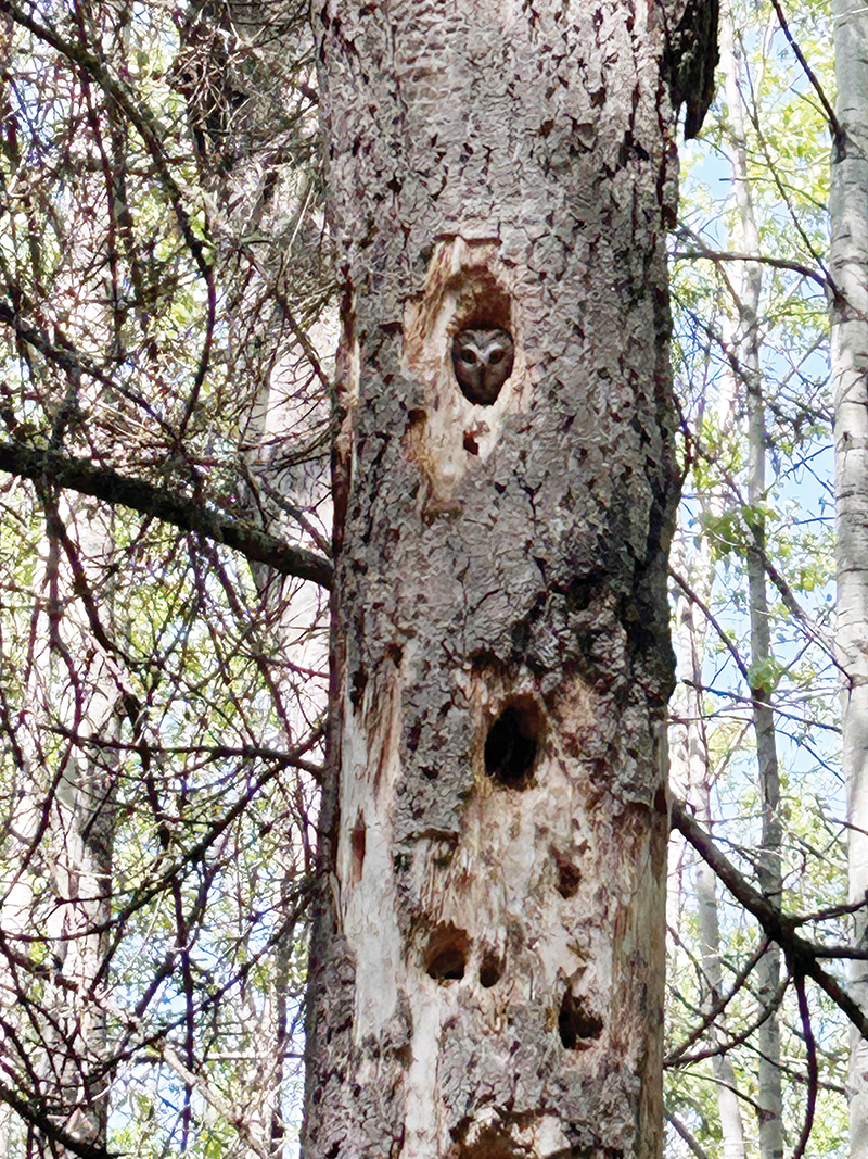 Research project seeks to locate nest cavities